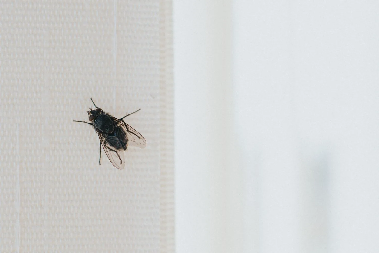 fly