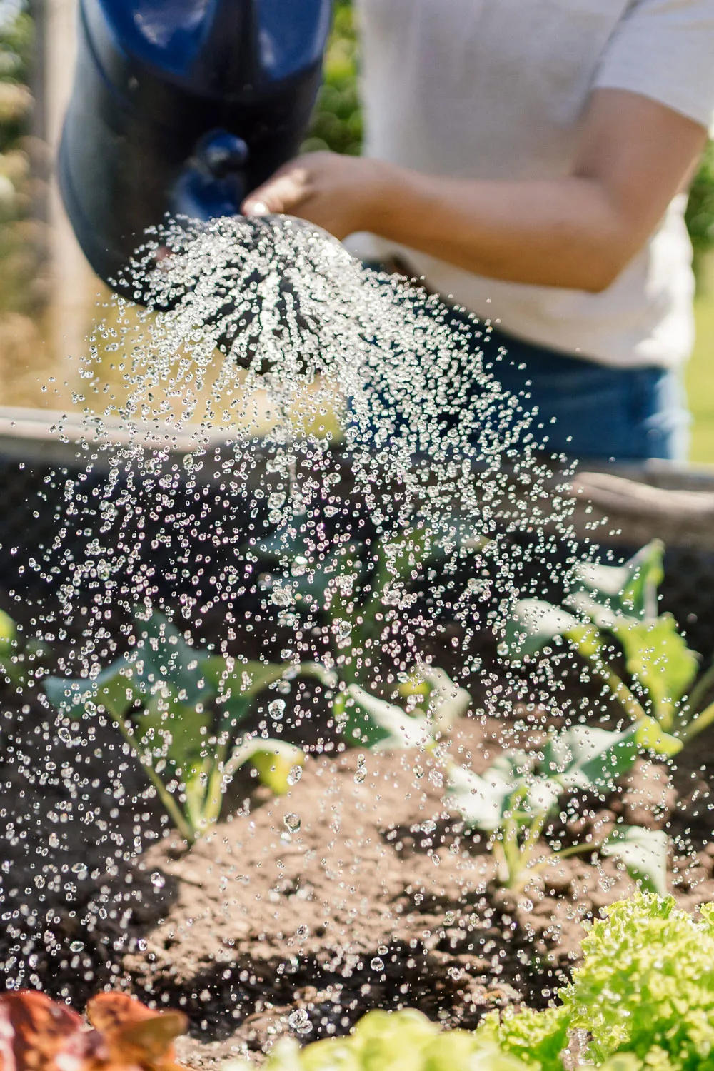 watering a garden