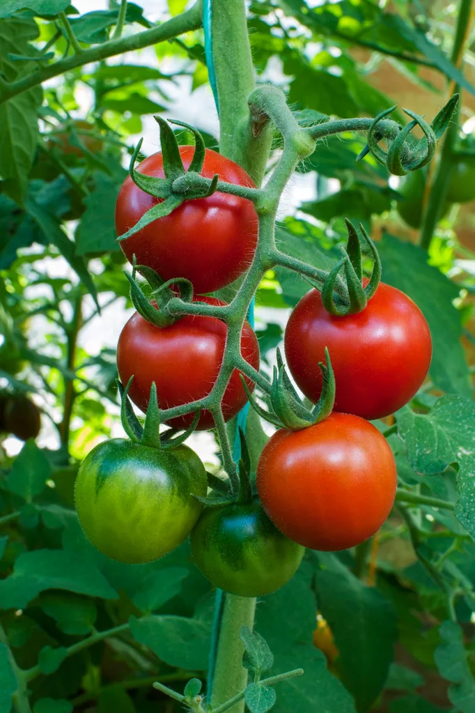 tomatoes growing on vine