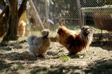 Dr Harry helps a chicken with a beak problem