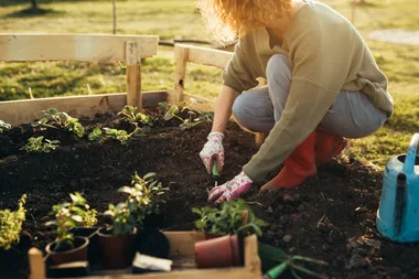 No-dig gardening: how to grow vegetables without digging
