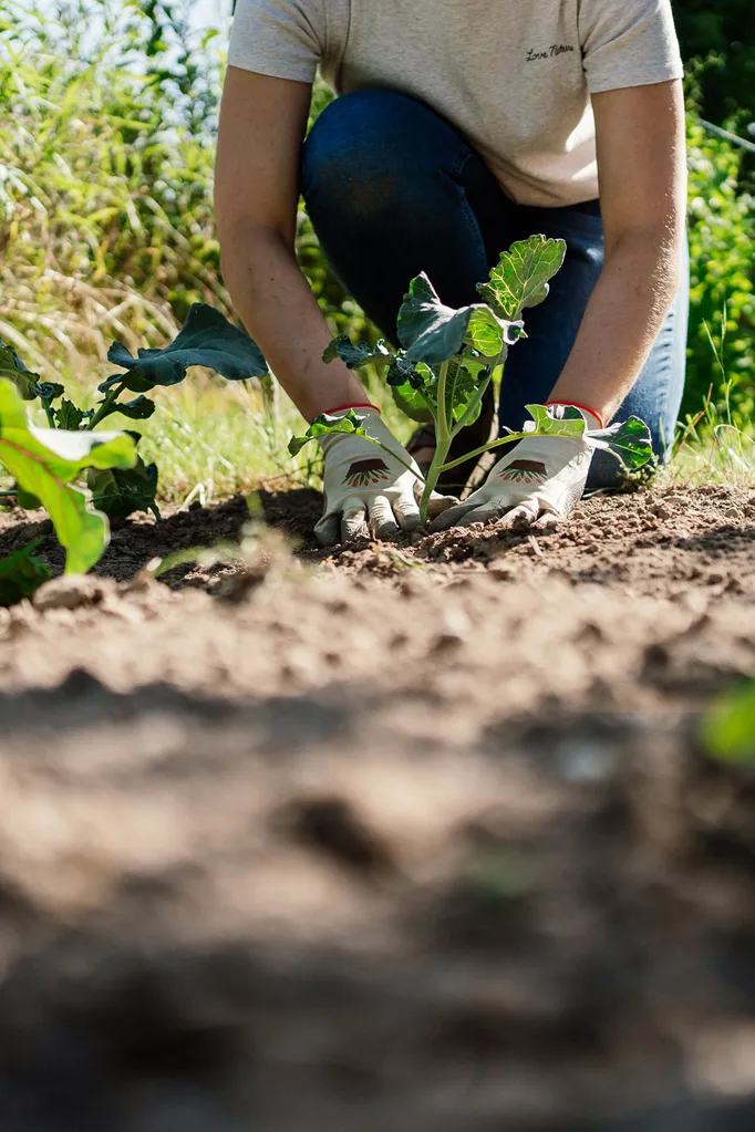 no dig gardening