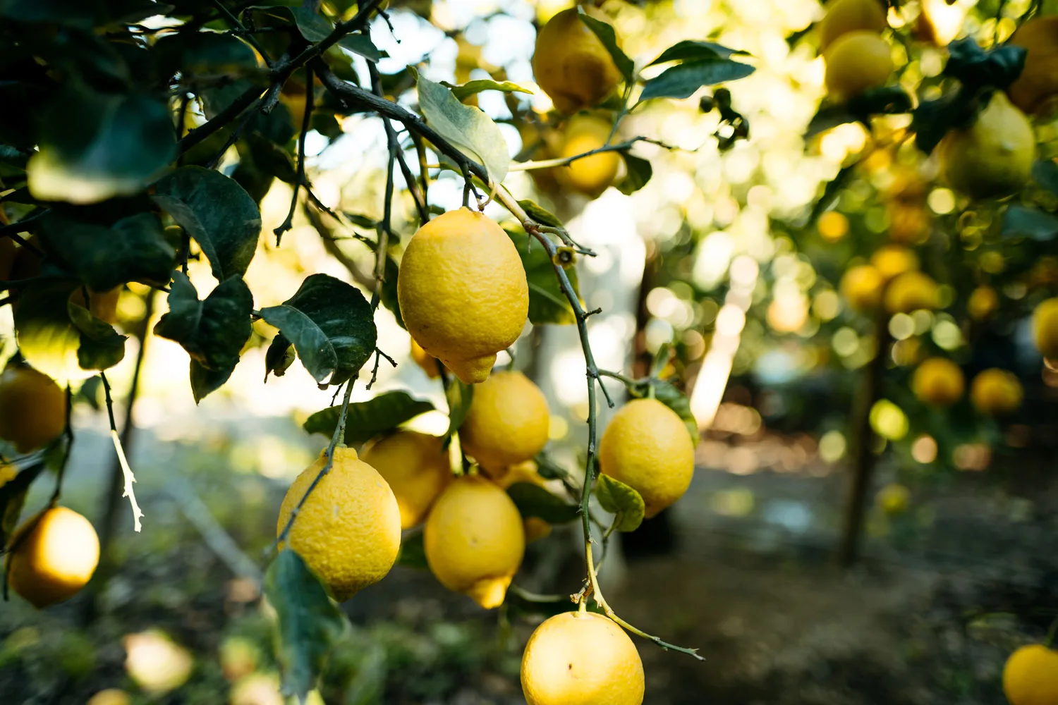pee on lemon tree