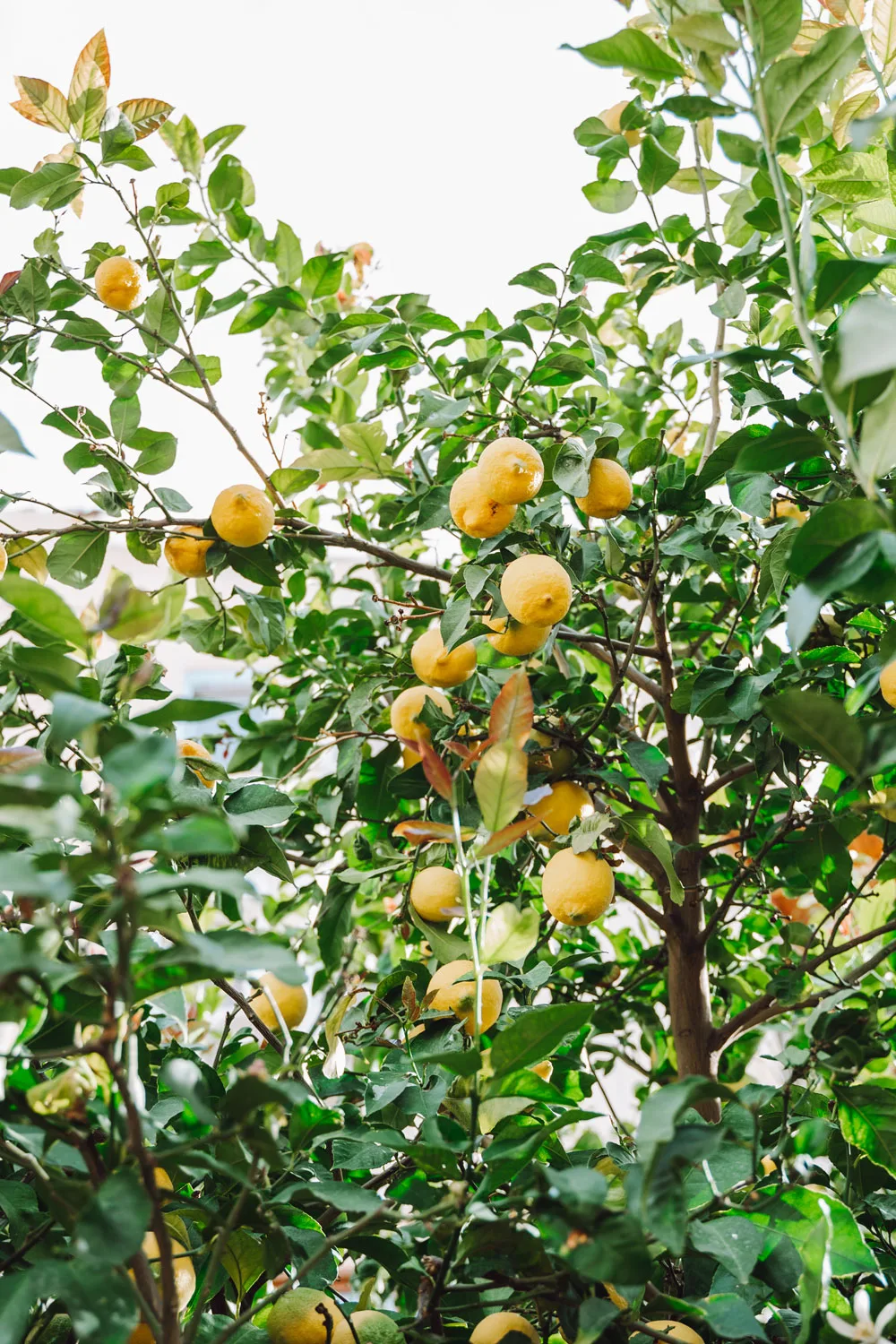 Lemons on a lemon tree