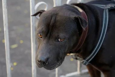 Dr Harry helps a dog who doesn’t want to go for walks