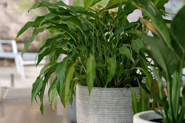 How to grow and care for a peace lily