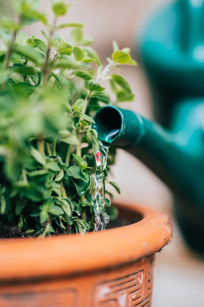 watering plant