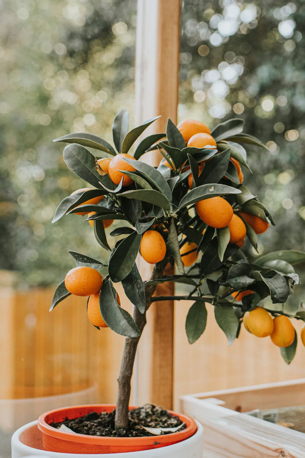 citrus tree in pot