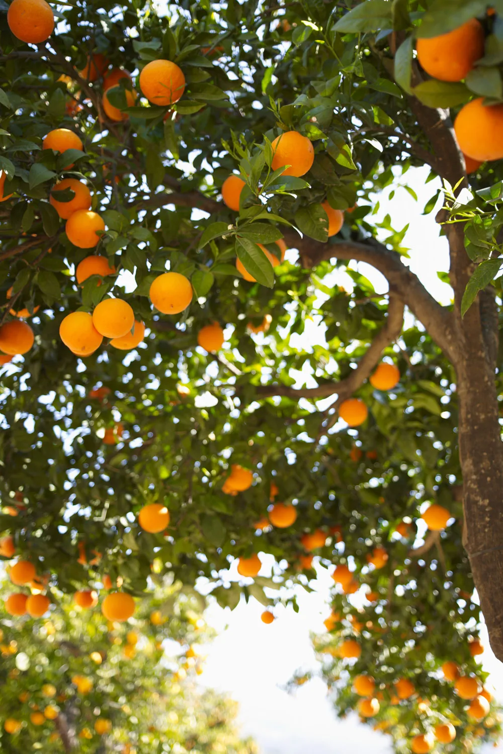 orange trees