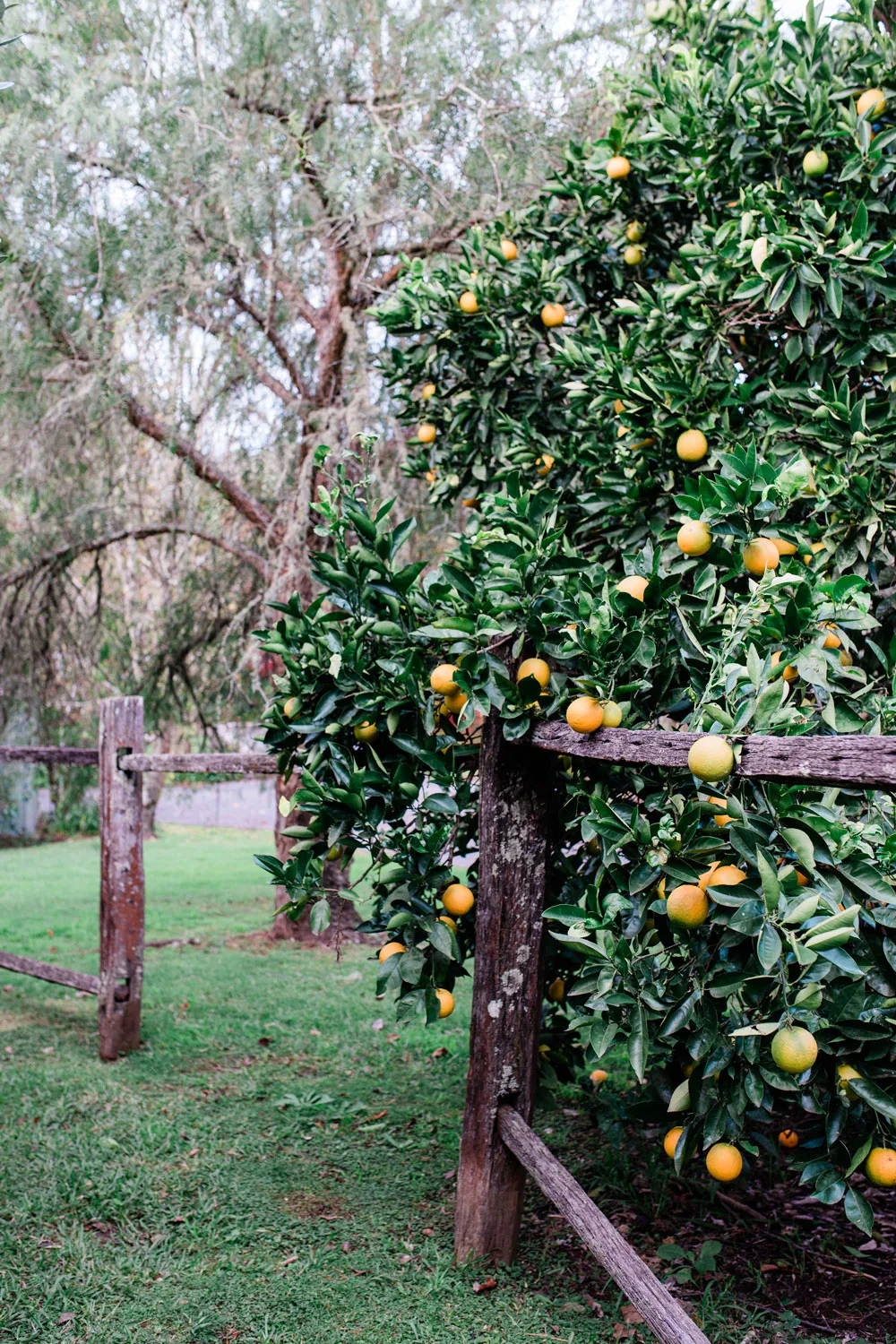 Wondering what not to plant near citrus trees? Keep the area around the base of the tree clear to avoid root competition