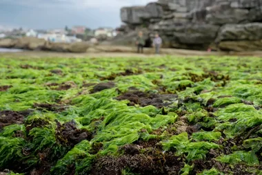 Joh meets wild food forager Diego Bonetto