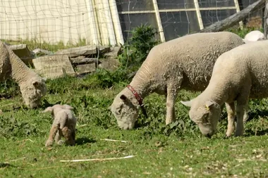Dr Harry visits the giving farm on the NSW Central Coast
