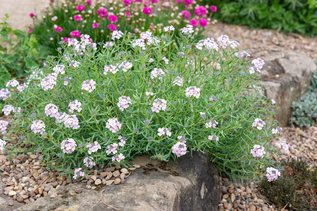 rock garden with flowers