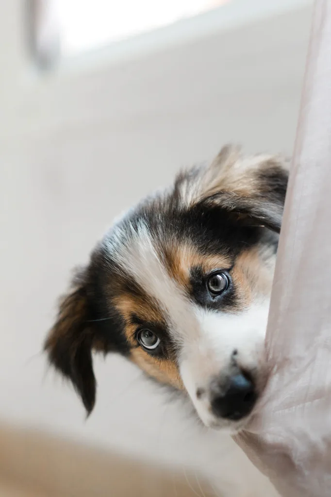 most popular dog names