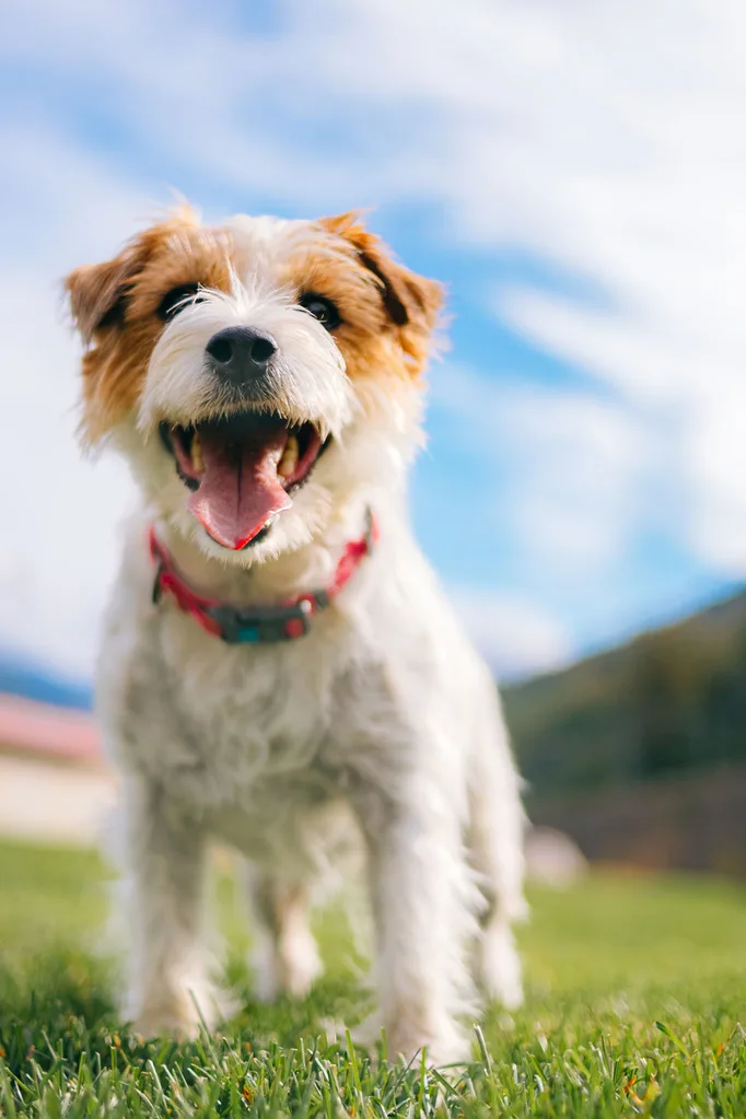 popular dog names