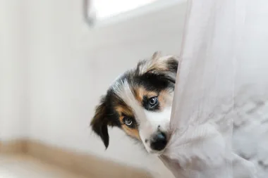 Farewell to Fido: 2023’s top dog names have been released