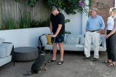 Dr Harry prevents TV chaos in a cattle dog