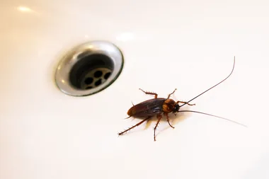 People swear by this ‘vase trick’ to keep cockroaches away