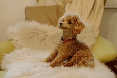 Dr Harry helps toilet train poodles