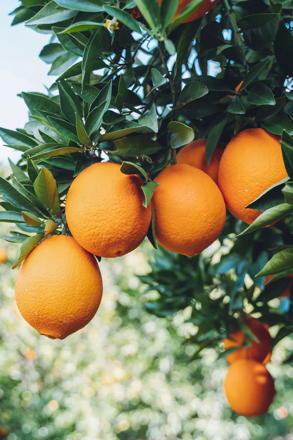 Stink bugs can damage citrus fruit.