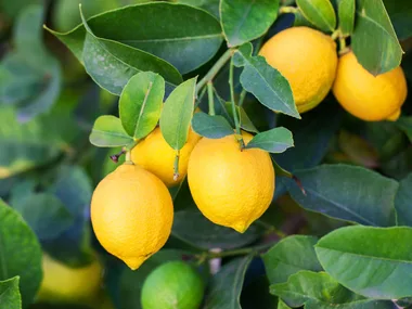 How to stop stink bugs destroying your citrus trees