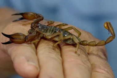 Everything you need to know about pet scorpions
