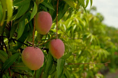 Fast Ed visits a mango farm in Queensland