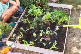 Square foot gardening: How to grow more vegetables with less space