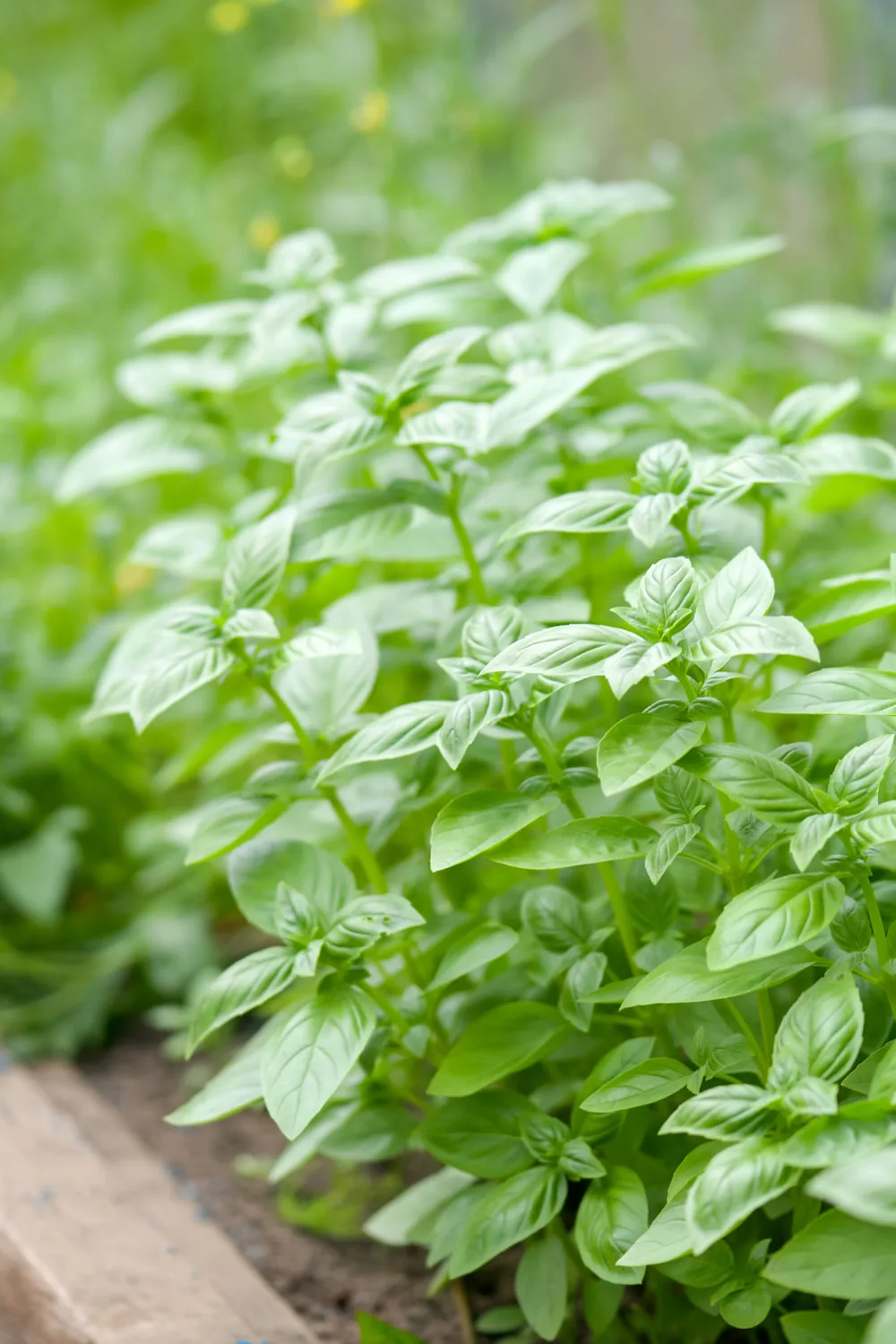 basil in the garden