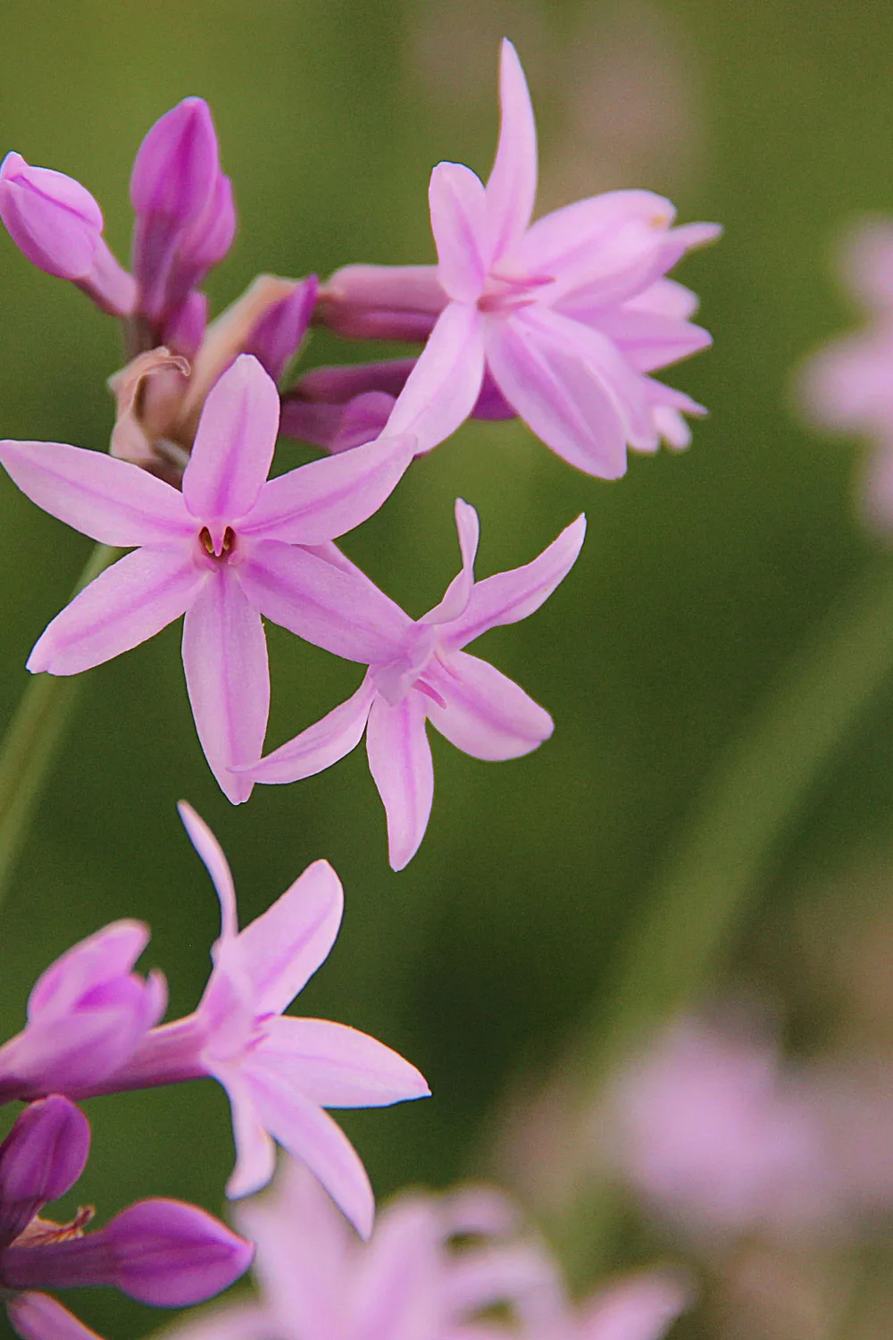 pink agapanthur