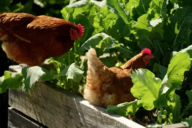 How to make your chickens lay more eggs