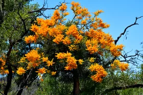 australian christmas tree