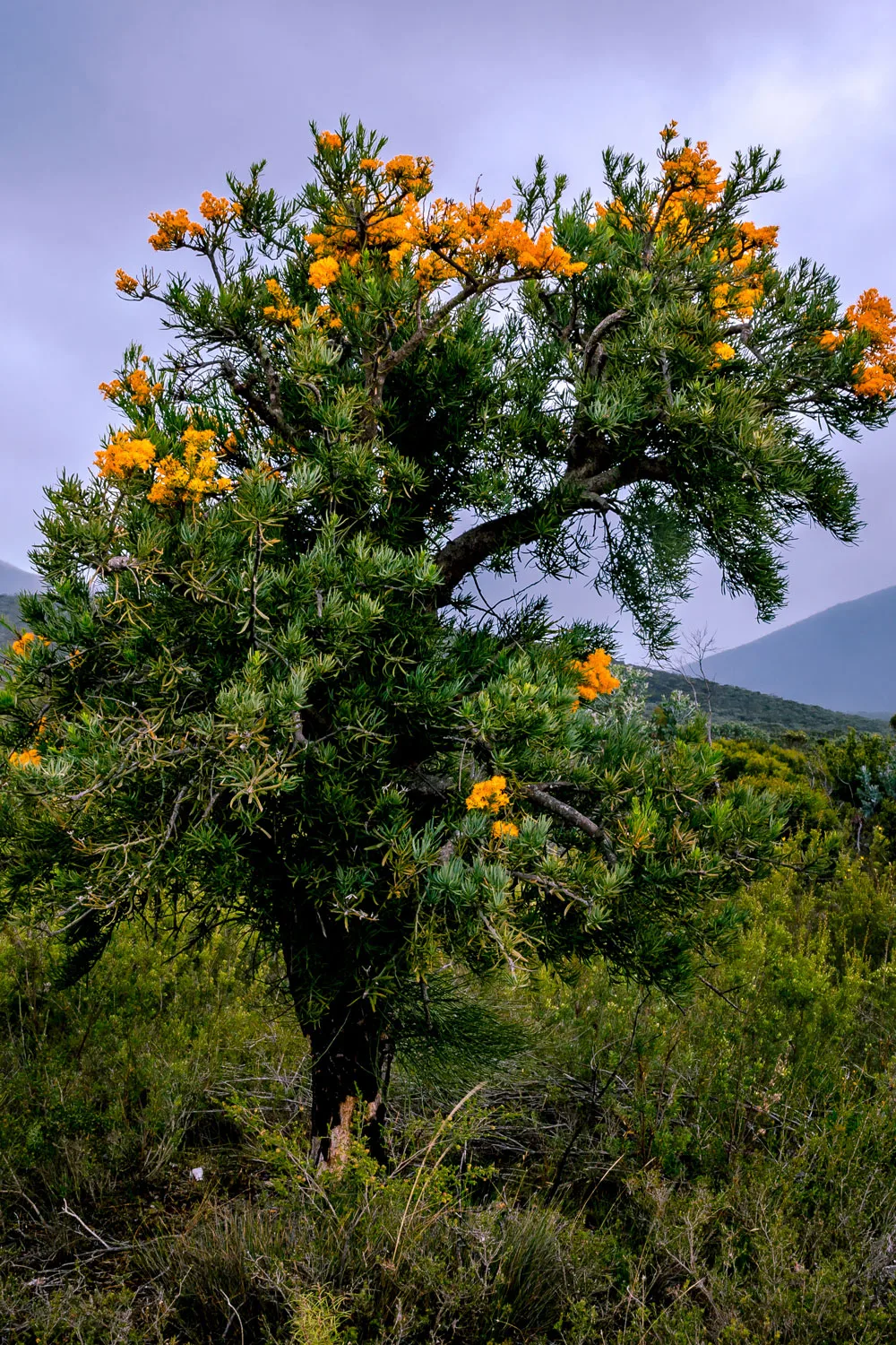 Australian christmas tree