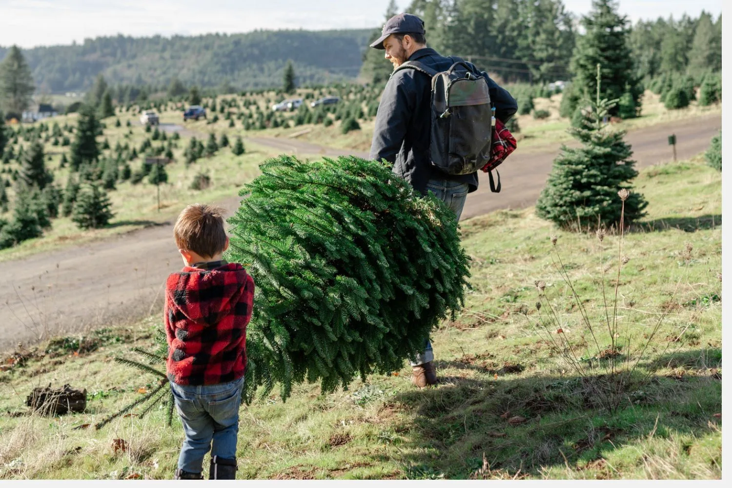 The best real Christmas trees around Australia