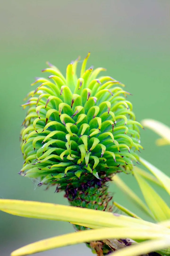 wollemi pine flower