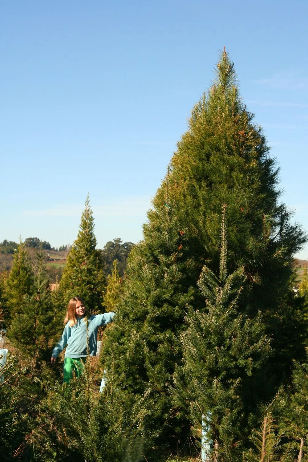 christmas-tree-farm