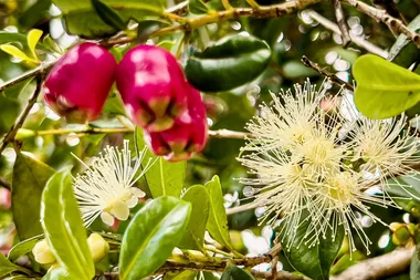 How to grow and care for your lilly pilly plant