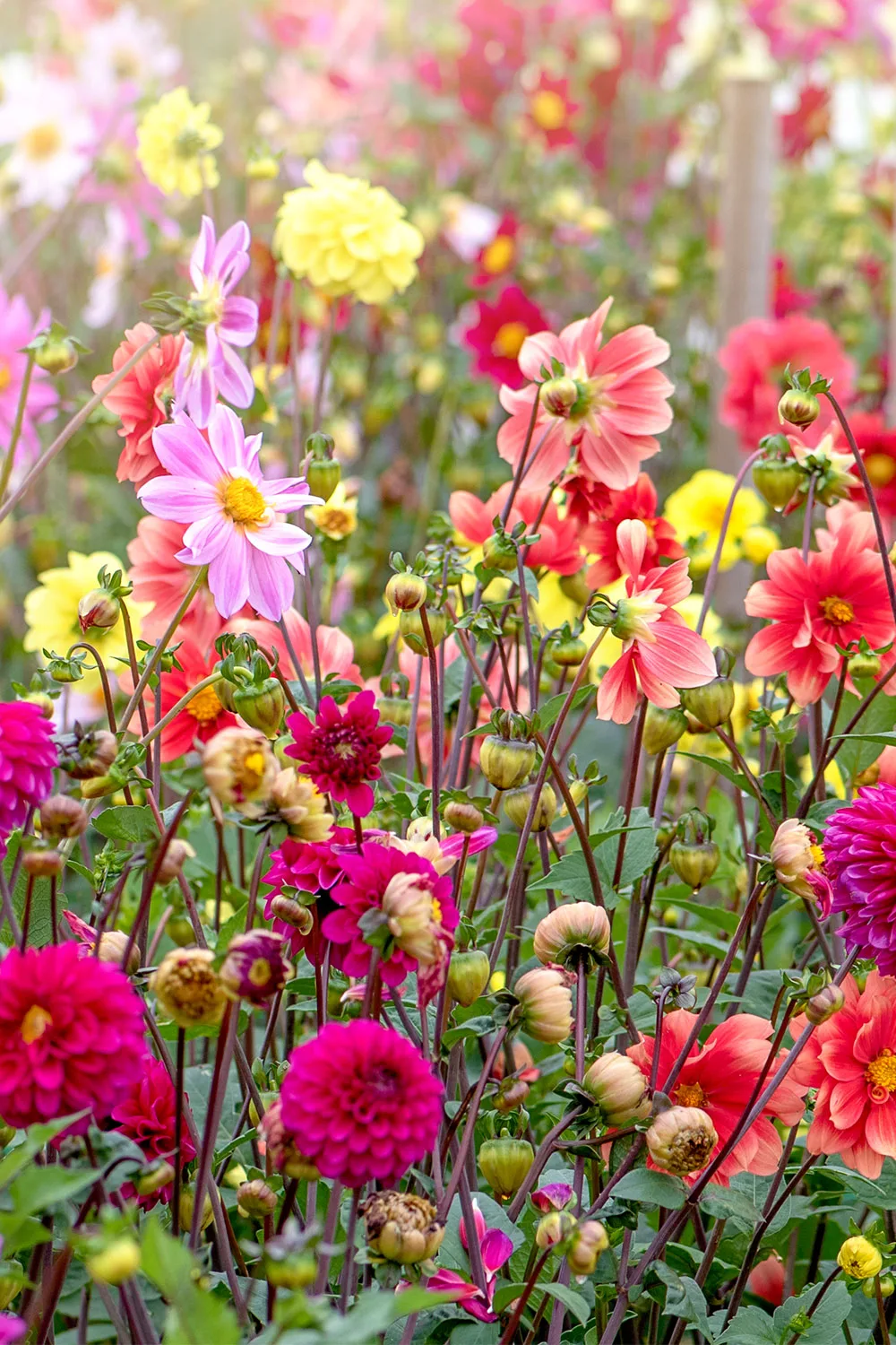 Dahlias