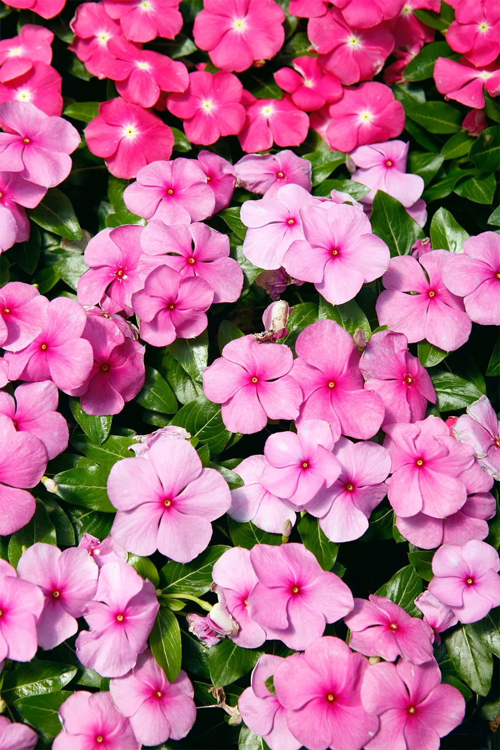 Impatiens