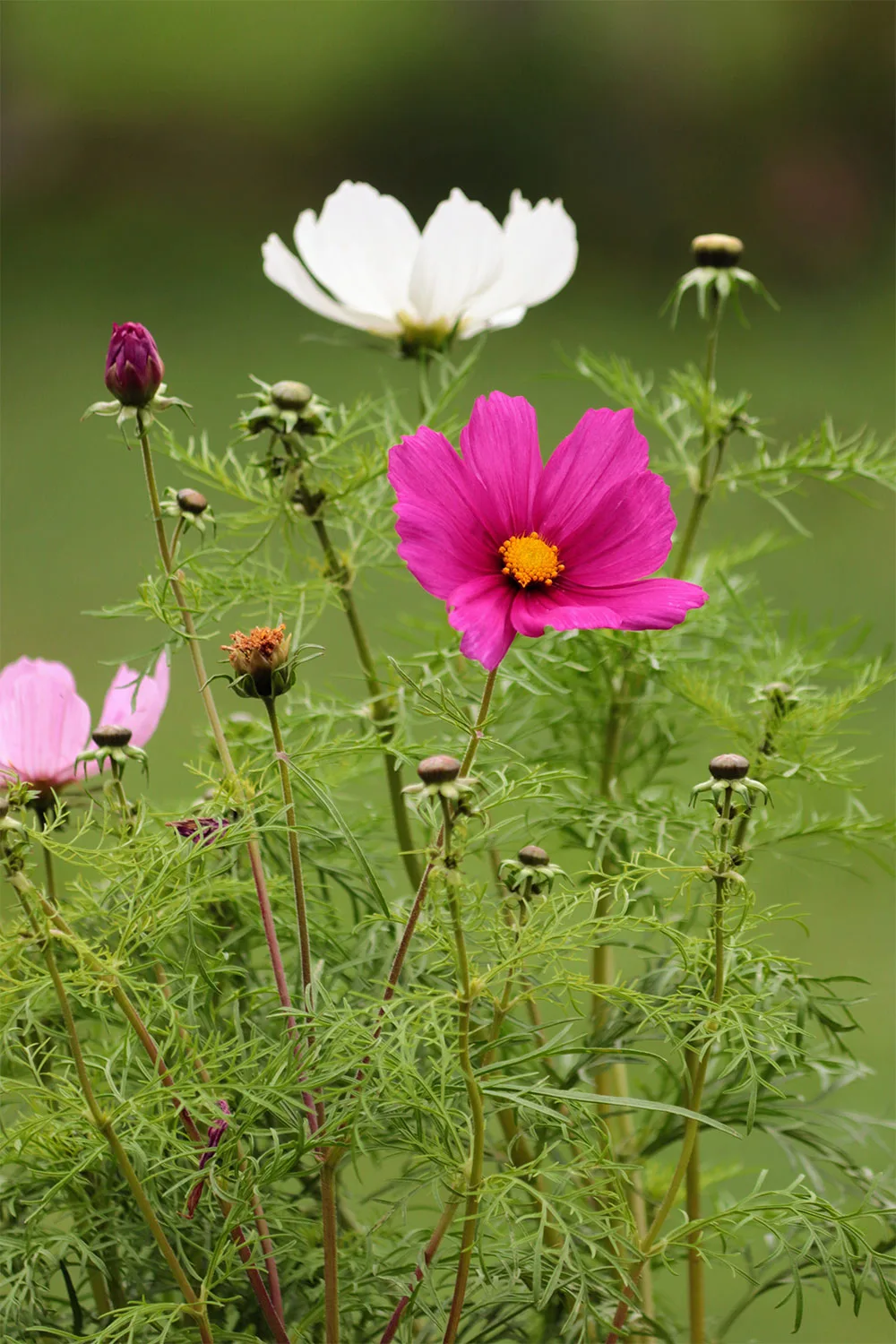 Cosmos