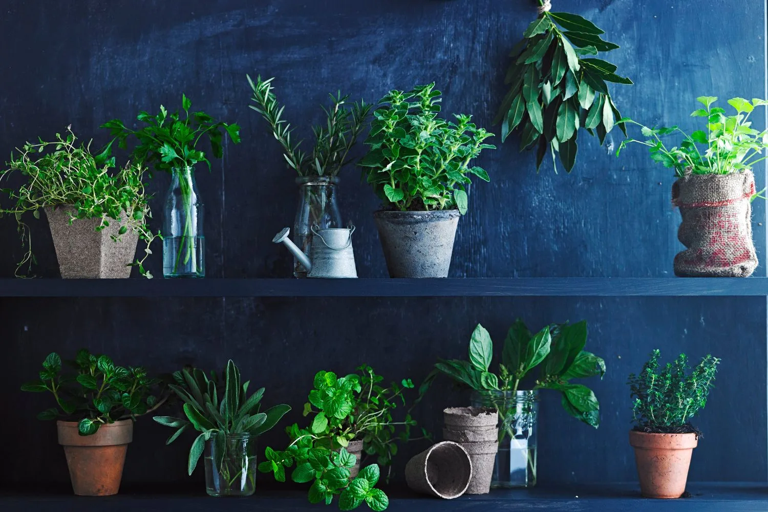 These are the easiest herbs to grow from seed