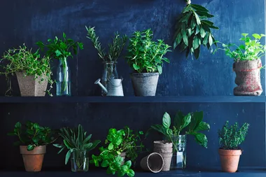 These are the easiest herbs to grow from seed