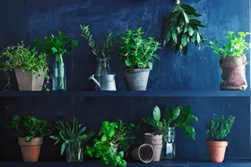 These are the easiest herbs to grow from seed