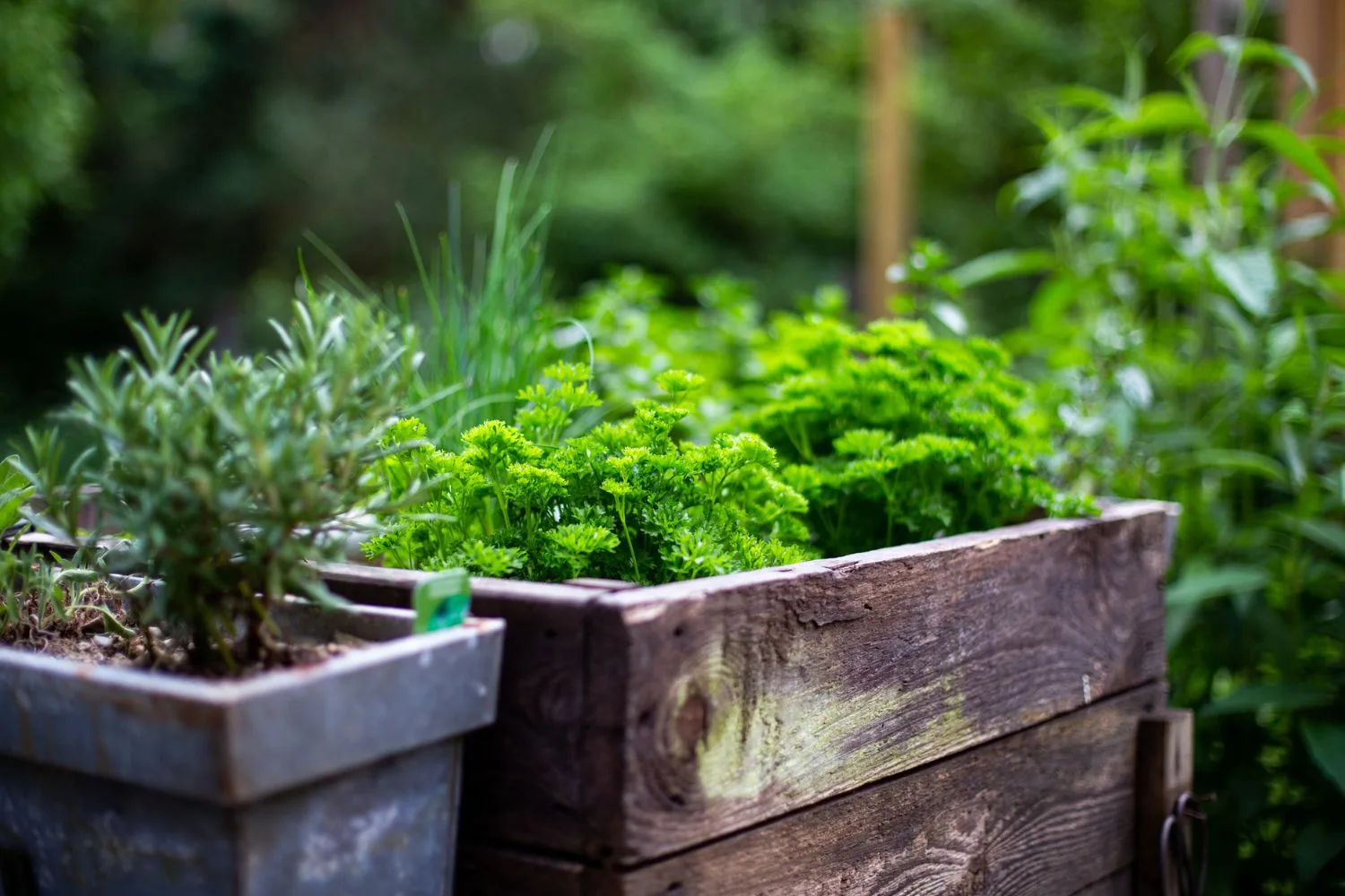 The best herb garden design for your backyard