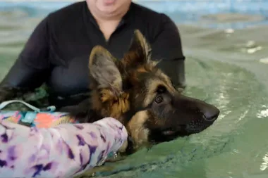 What is hydrotherapy for dogs?