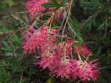 New hybrid grevillea: Boorloo Moon will bring all the birds to your yard