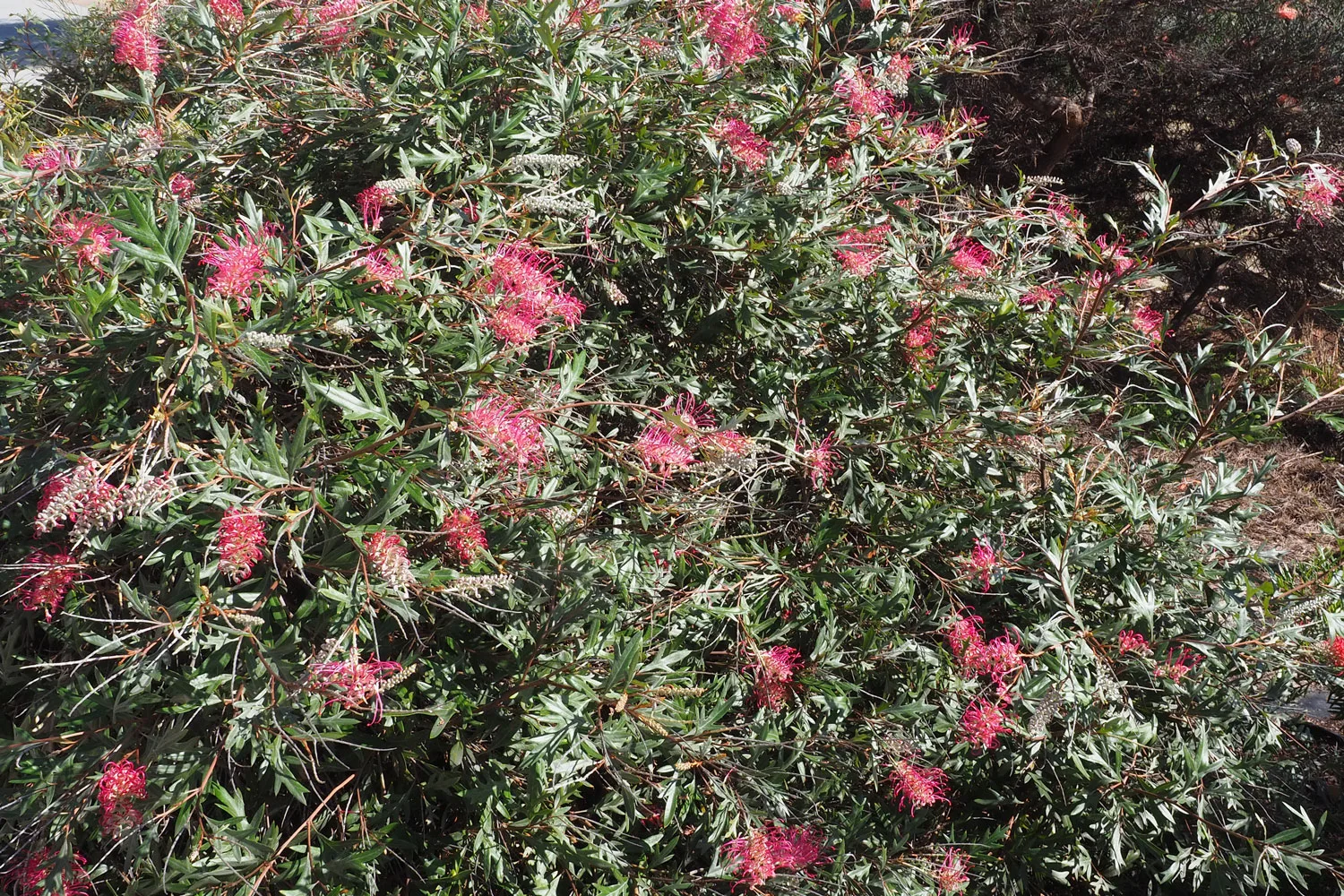 grevillea boorloo moon