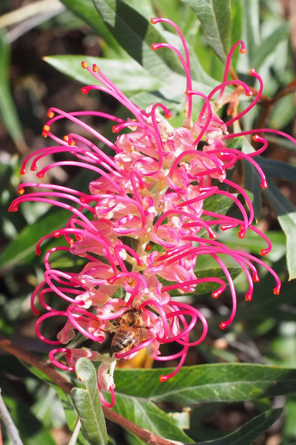 grevillea boorloo moon