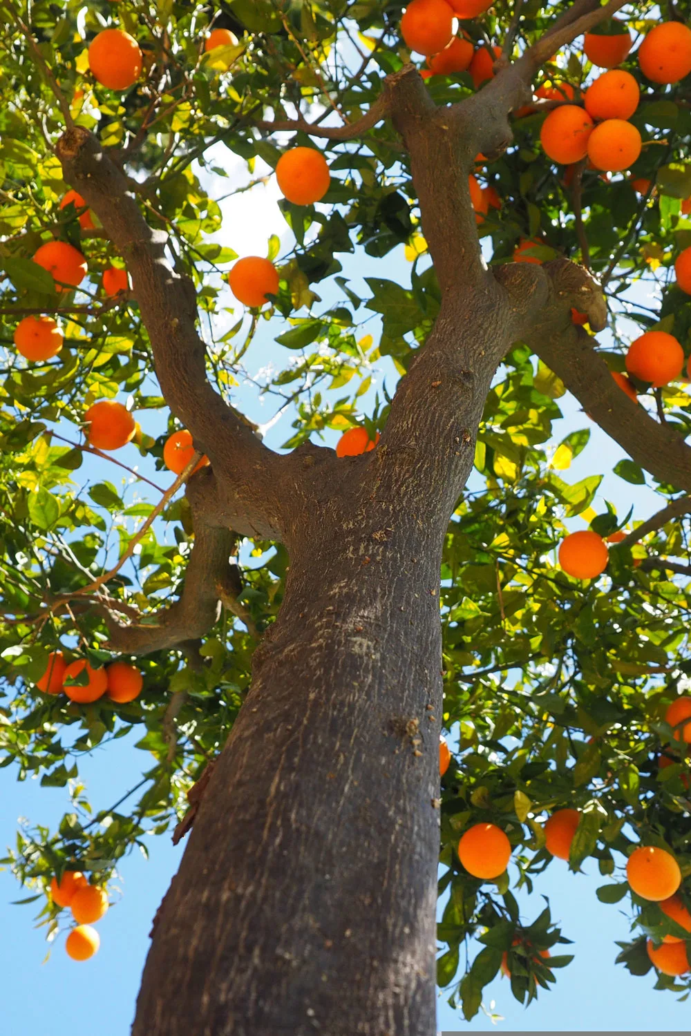 orange tree being volcano mulched