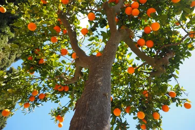 Volcano mulching: The mulching technique killing your trees